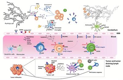 Immunological Bases of Paraneoplastic Cerebellar Degeneration and Therapeutic Implications